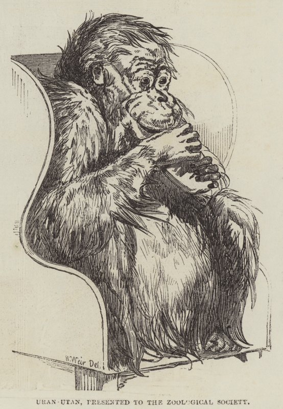 Uran-Utan, präsentiert der Zoologischen Gesellschaft von Harrison William Weir