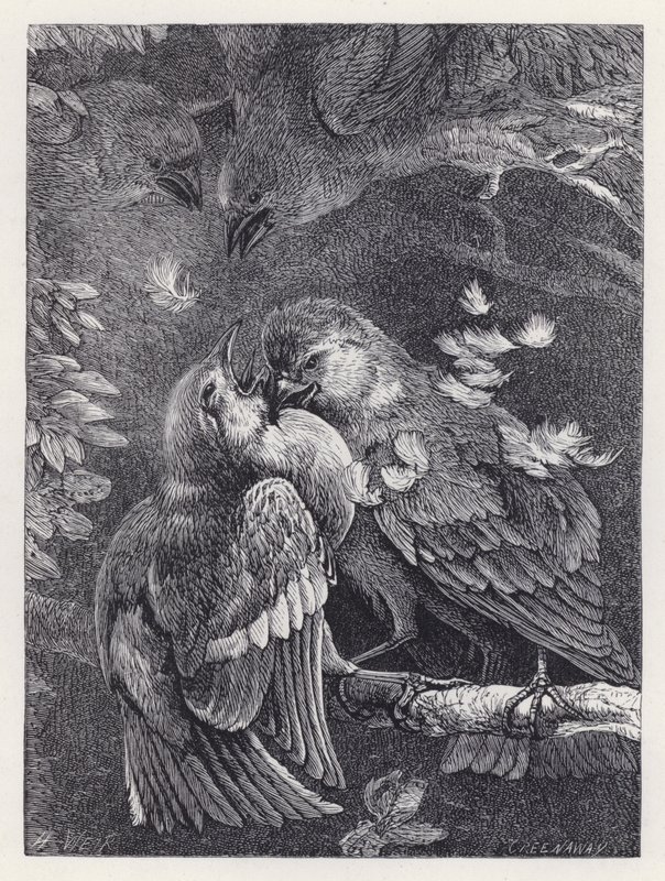 Kampf zwischen einem Buchfink und einem Spatz von Harrison William Weir