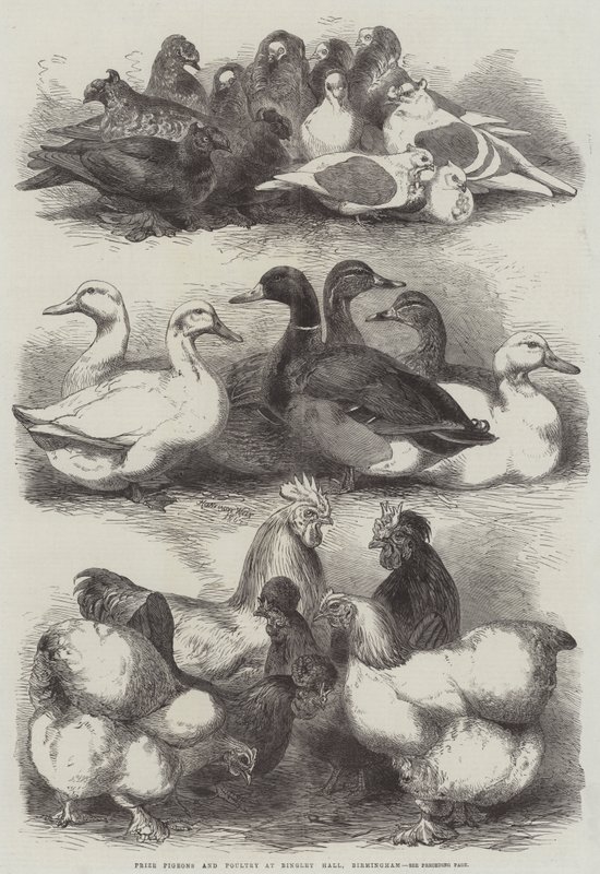 Preisgekrönte Tauben und Geflügel in der Bingley Hall, Birmingham von Harrison William Weir