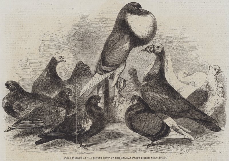 Preisgekrönte Tauben auf der letzten Ausstellung der Halifax Fancy Pigeon Association von Harrison William Weir