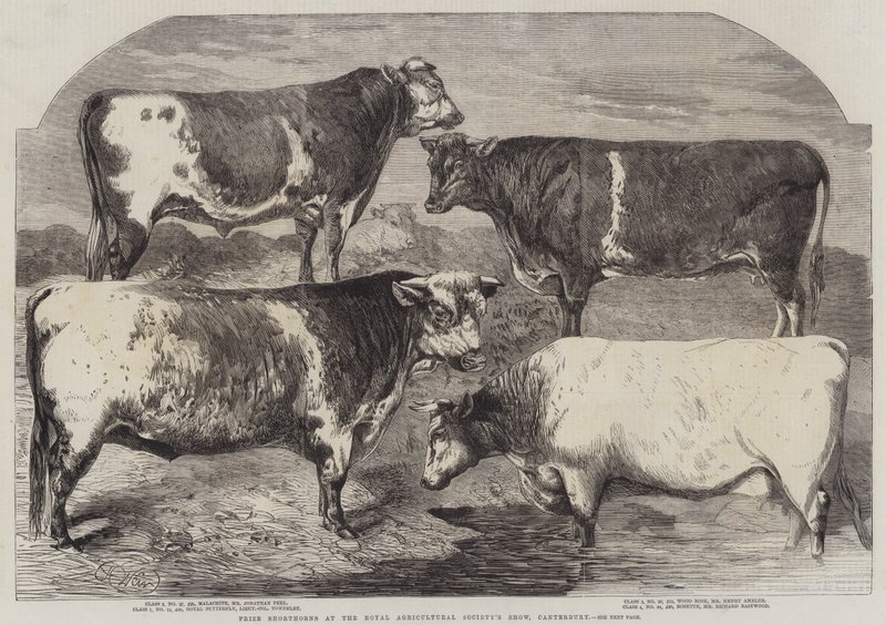 Preisgekrönte Shorthorns auf der Ausstellung der Royal Agricultural Society, Canterbury von Harrison William Weir