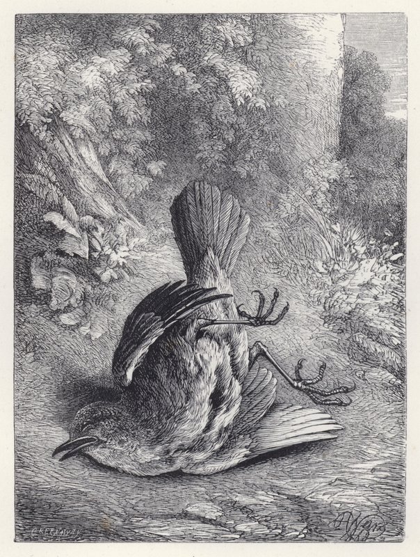 Robin betäubt durch seinen Sturz (Stich) von Harrison William Weir