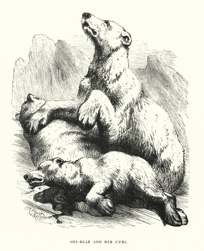 Bärin und ihre Jungen von Harrison William Weir