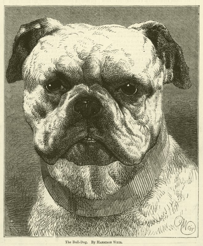 Der Bulldogge von Harrison William Weir
