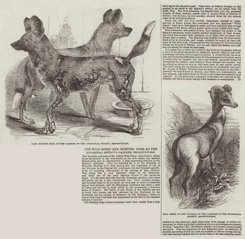 Die Wildschafe und Jagdhunde im Zoologischen Garten, Regent