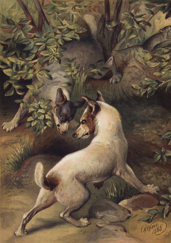 Zwei Hunde versuchen, einen Wasserpool zu erreichen, um zu trinken von Harrison William Weir