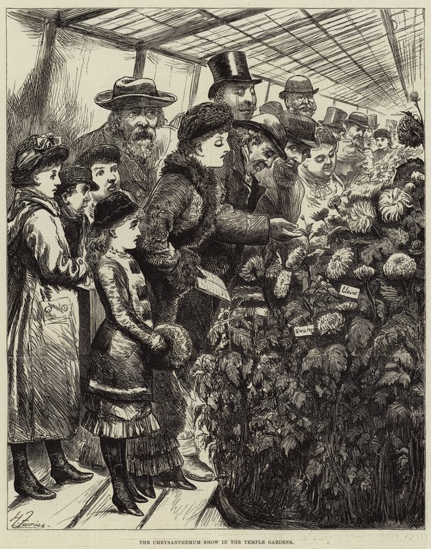 Die Chrysanthemen-Ausstellung in den Temple Gardens von Harry Furniss