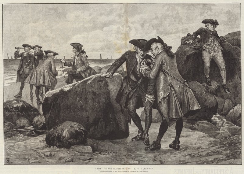 Die Conchologen von Henry Gillard Glindoni