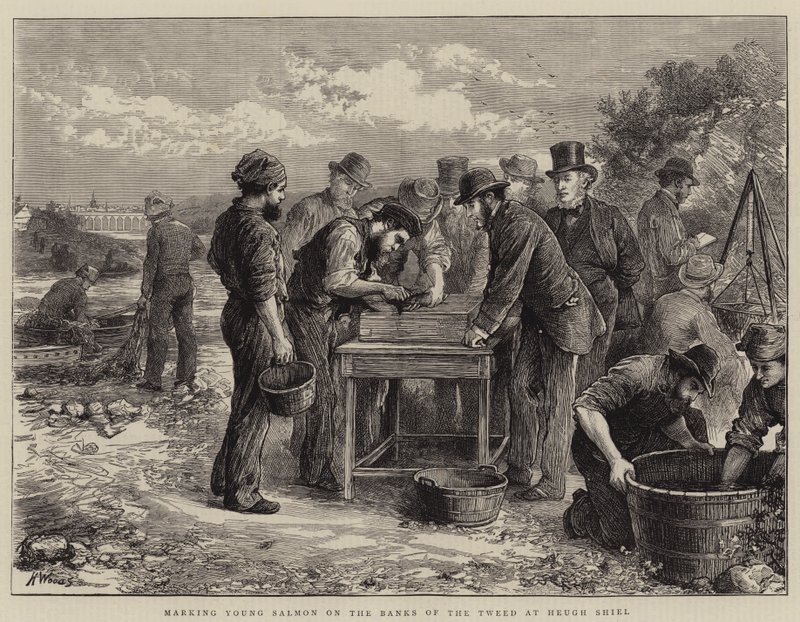 Markierung junger Lachse am Ufer des Tweed bei Heugh Shiel von Henry Woods