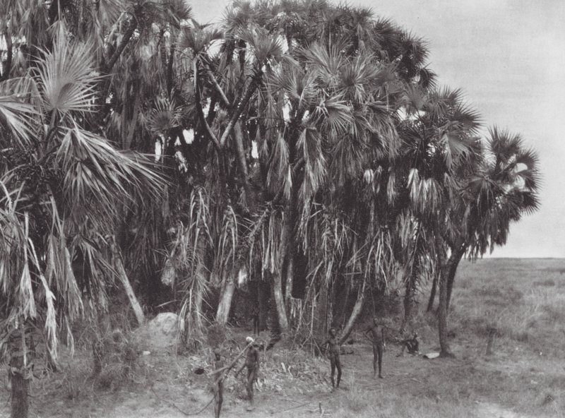 Afrika: Nuer-Jäger in einem Palmenwald von Hugo Adolf Bernatzik