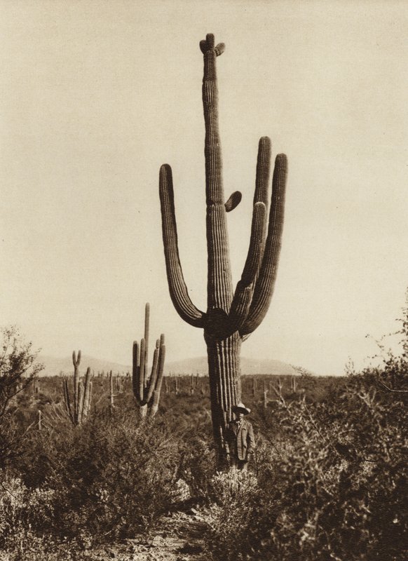Mexiko: "Cereus giganteus" in der Umgebung von Magdalena, Bundesstaat Sonora von Hugo Brehme