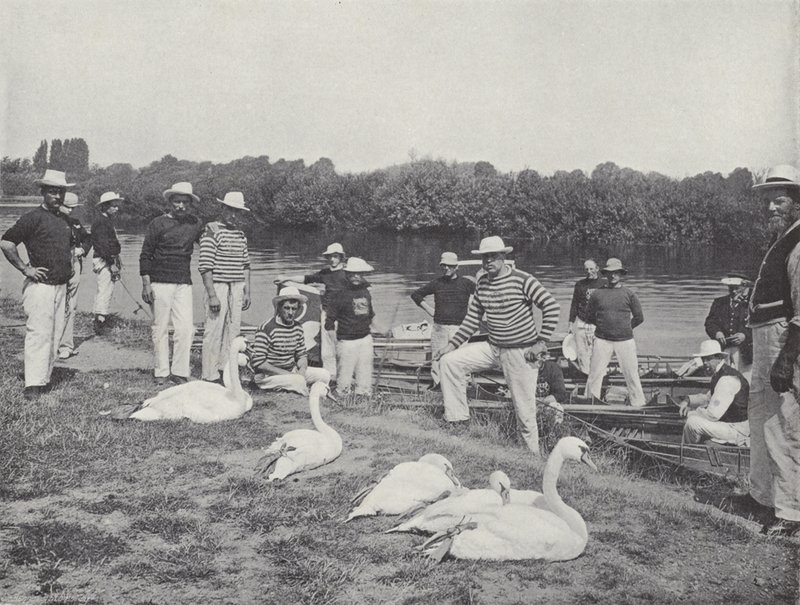 Schwanenfang auf der Themse, Untersuchung der alten Vögel von J. Benjamin Stone