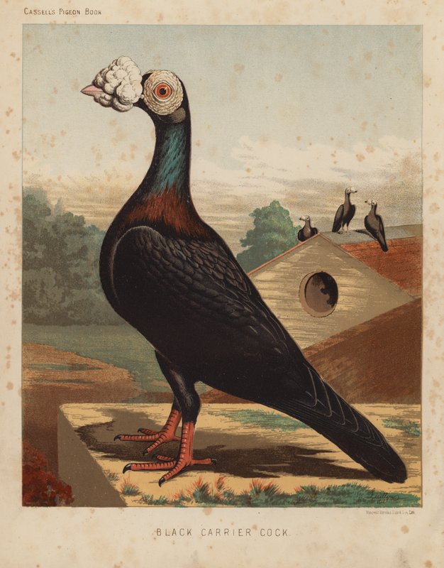 Tauben: Schwarzer Trägerhahn von J. W. (after) Ludlow