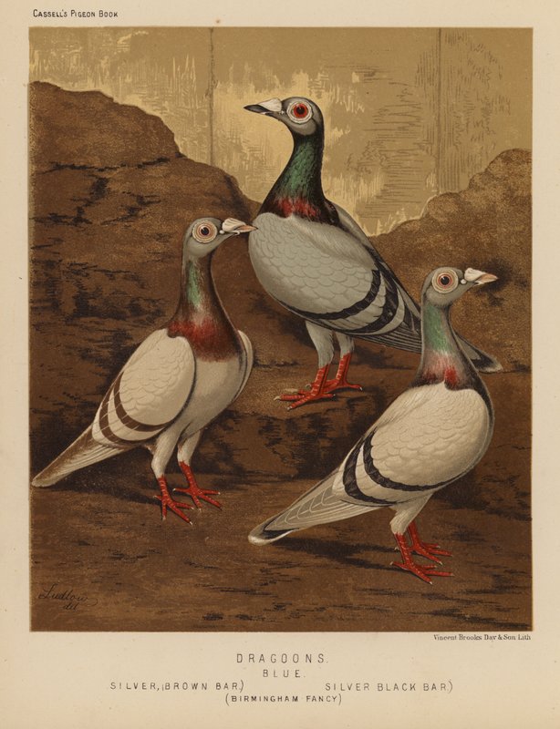 Tauben: Dragone, Blau, Silber, Braunbalken, Silber, Schwarzbalken, Birmingham Fancy von J. W. (after) Ludlow