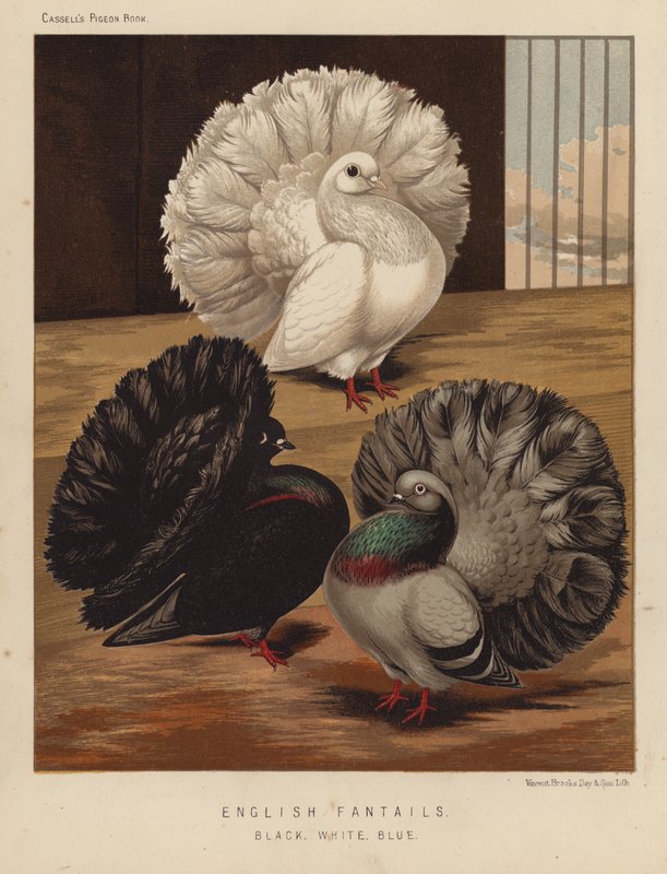 Tauben: Englische Fantails, Schwarz, Weiß, Blau von J. W. (after) Ludlow