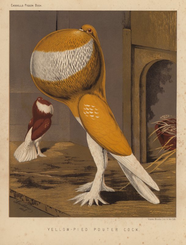 Tauben: Gelbgescheckter Kropftaube von J. W. (after) Ludlow