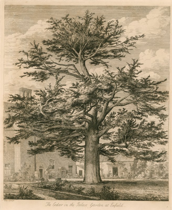 Die Zeder im Palastgarten in Enfield, Middlesex von Jacob George Strutt