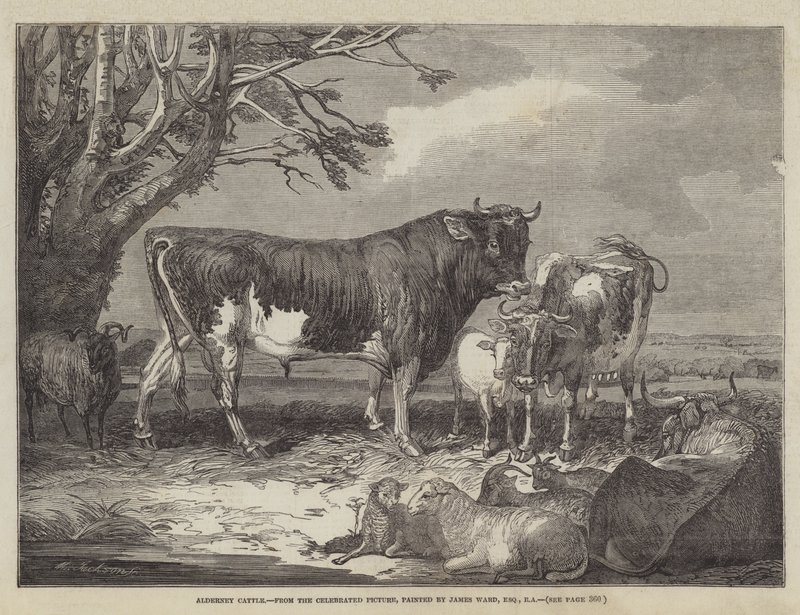Alderney-Rinder von James Ward