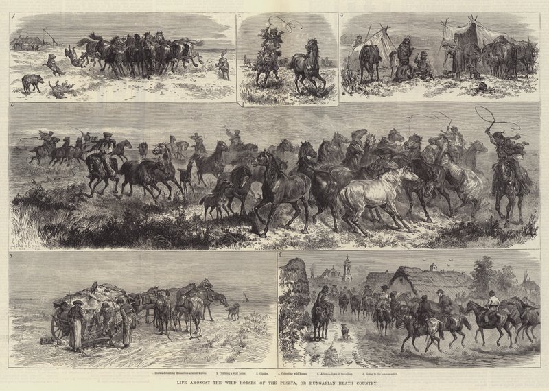 Leben unter den Wildpferden der Puszta, oder Ungarische Heide von Johann Nepomuk Schonberg