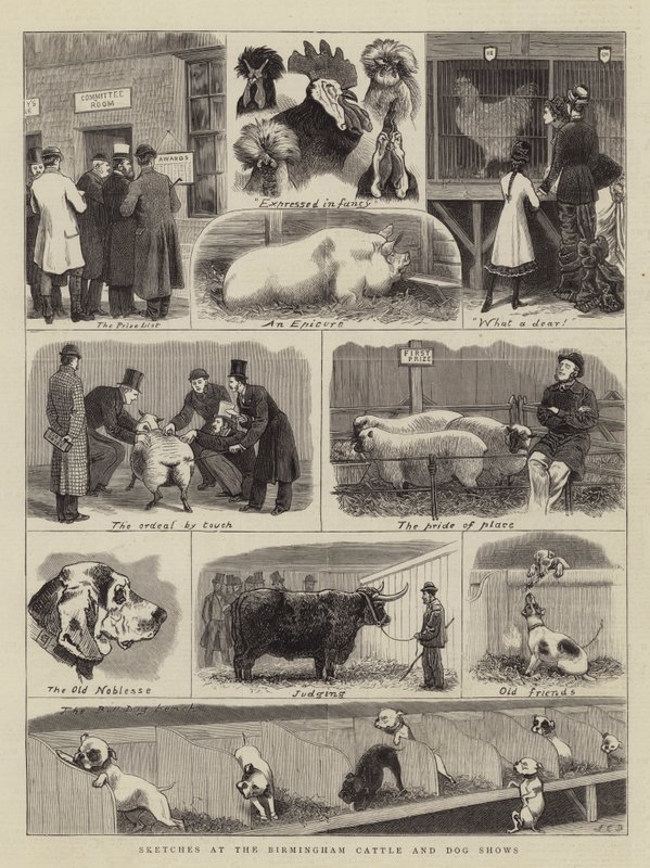 Skizzen bei den Birminghamer Vieh- und Hundeschauen von John Charles Dollman