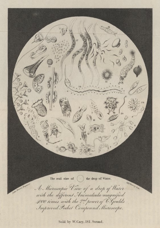 Eine mikroskopische Ansicht eines Wassertropfens von John Bacon