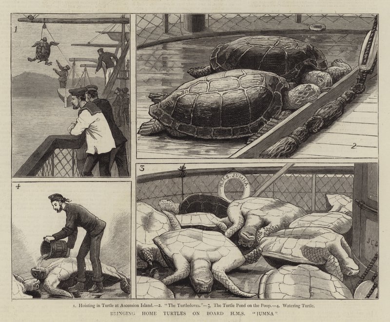 Heimbringen von Schildkröten an Bord der HMS Jumna von John Charles Dollman