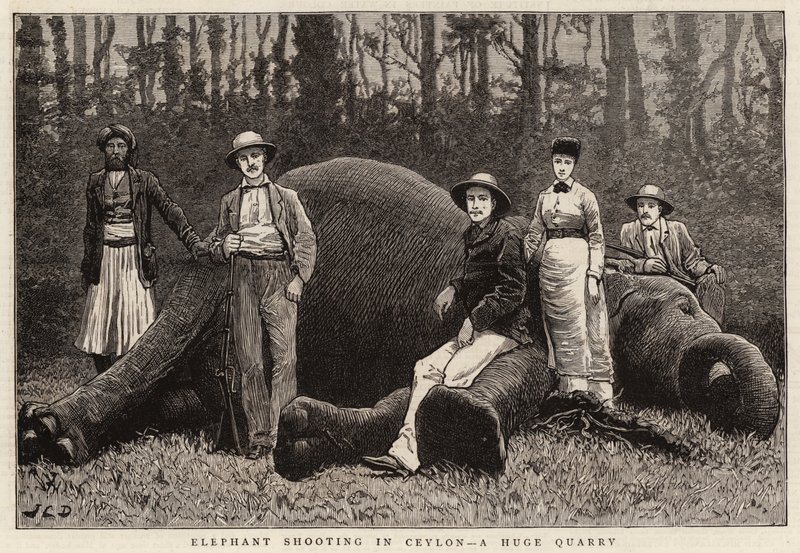 Elefantenjagd in Ceylon, eine riesige Beute von John Charles Dollman