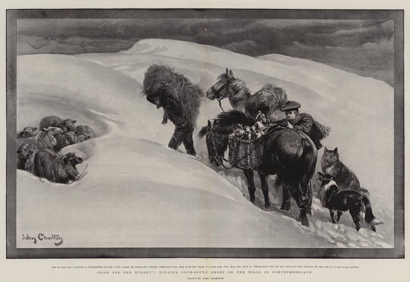 Nahrung für die Hungrigen, Pflege von eingeschneiten Schafen in den Hügeln von Northumberland von John Charlton