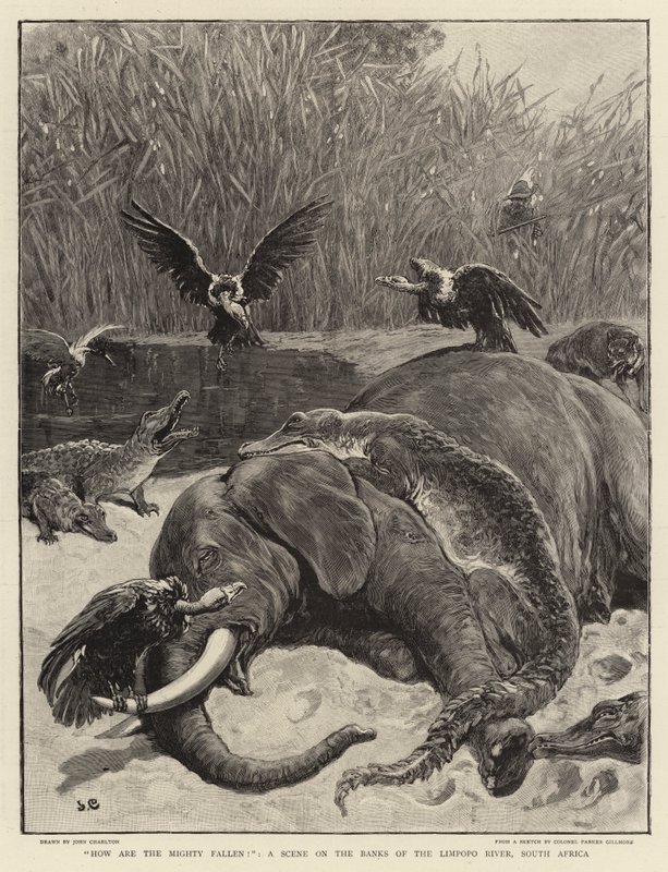 Wie sind die Mächtigen gefallen!, eine Szene am Ufer des Limpopo-Flusses, Südafrika von John Charlton