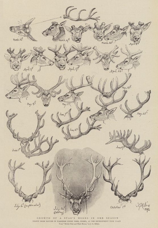 Wachstum eines Hirschgeweihs in einer Saison von John Everett Millais