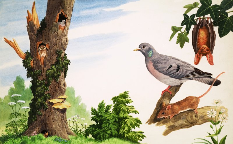 Der tote Baum von John Rignall