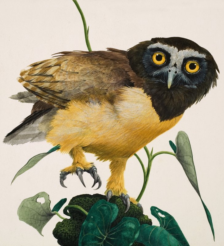 Brillenkauz von Kenneth Lilly