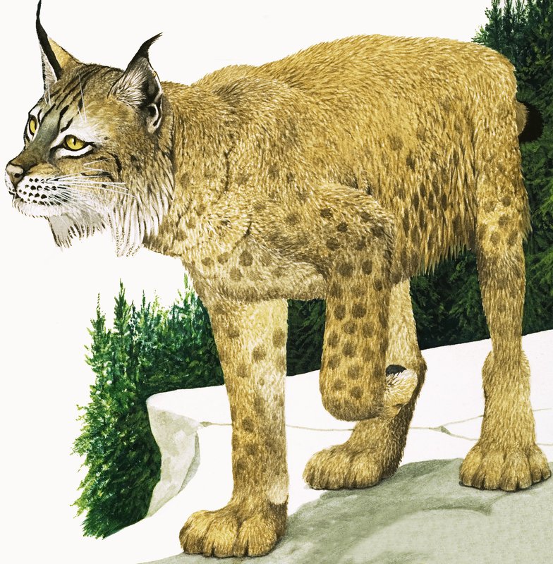 Der Luchs von Kenneth Lilly