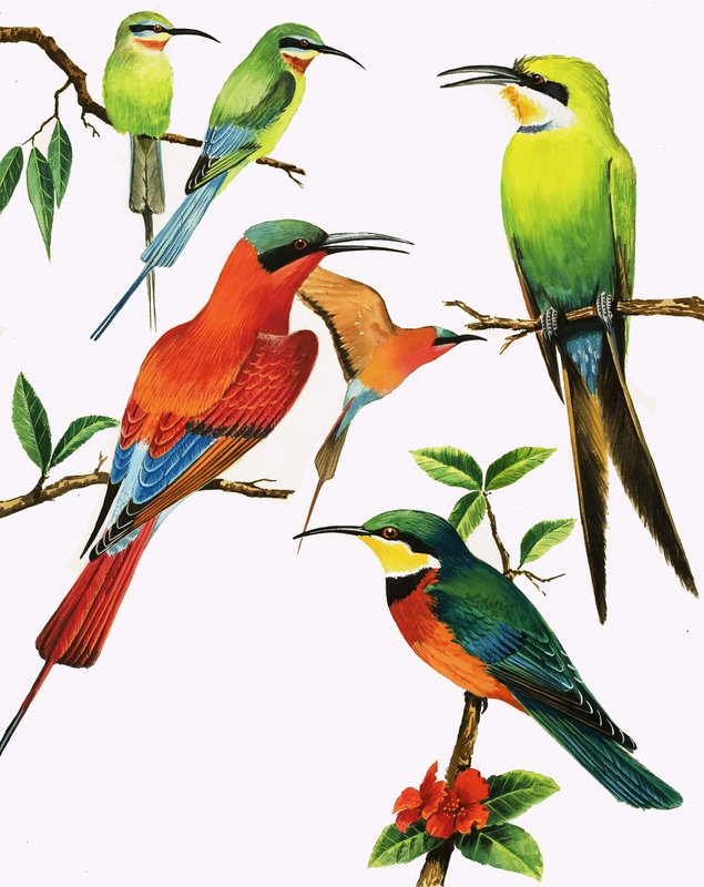 Unidentifizierte Vogelmontage von Kenneth Lilly