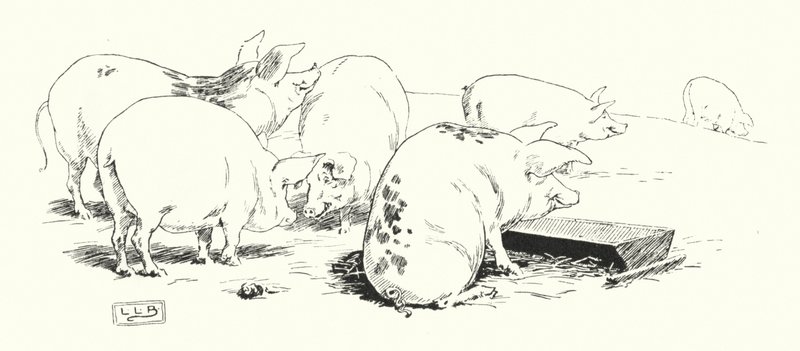 Ein Schwein mit langem Schwanz oder kurzem Schwanz von Leonard Leslie Brooke