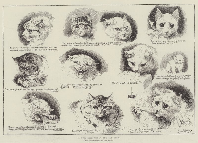 Ein unerfahrener Wissenschaftler auf der Katzenausstellung von Louis Wain