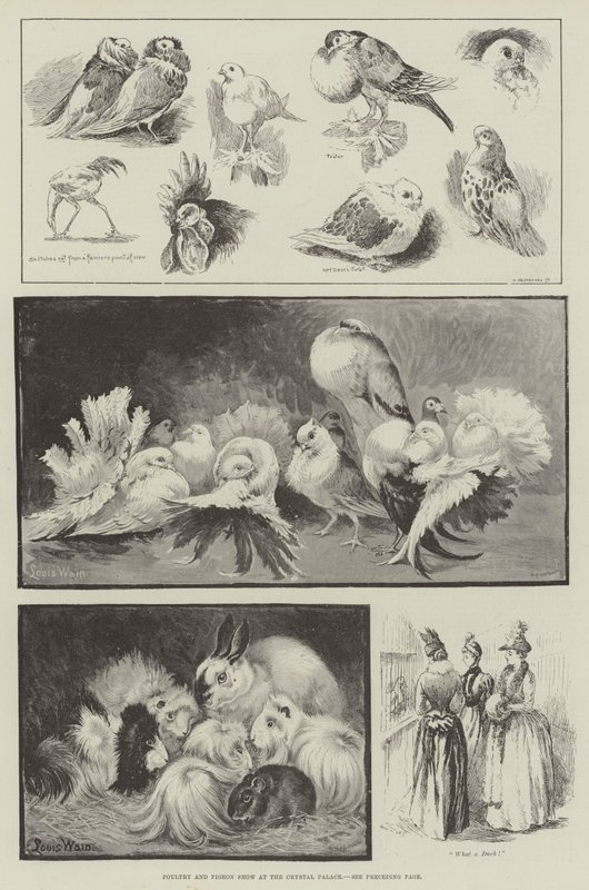 Geflügel- und Taubenschau im Crystal Palace von Louis Wain