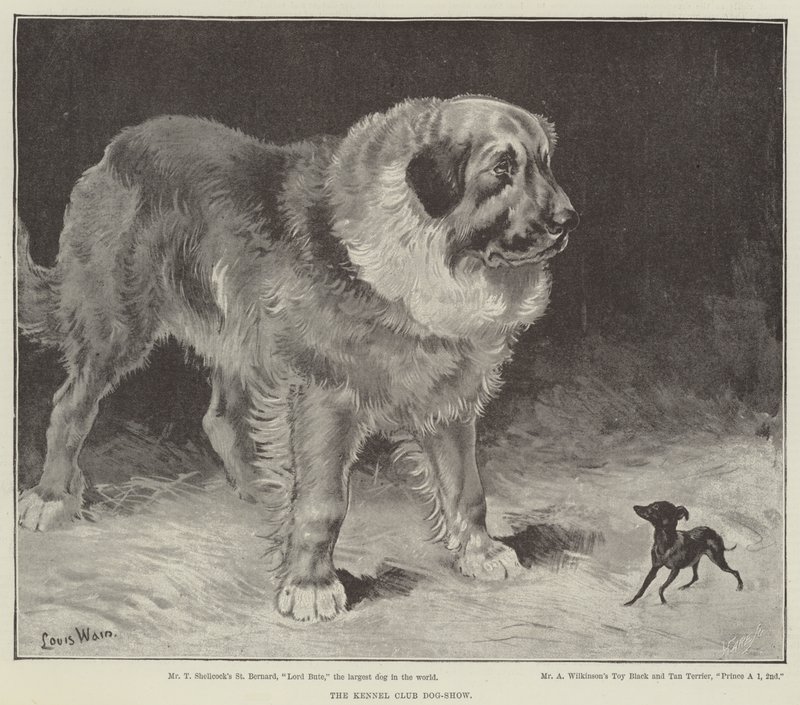 Die Hundeschau des Kennel Clubs von Louis Wain