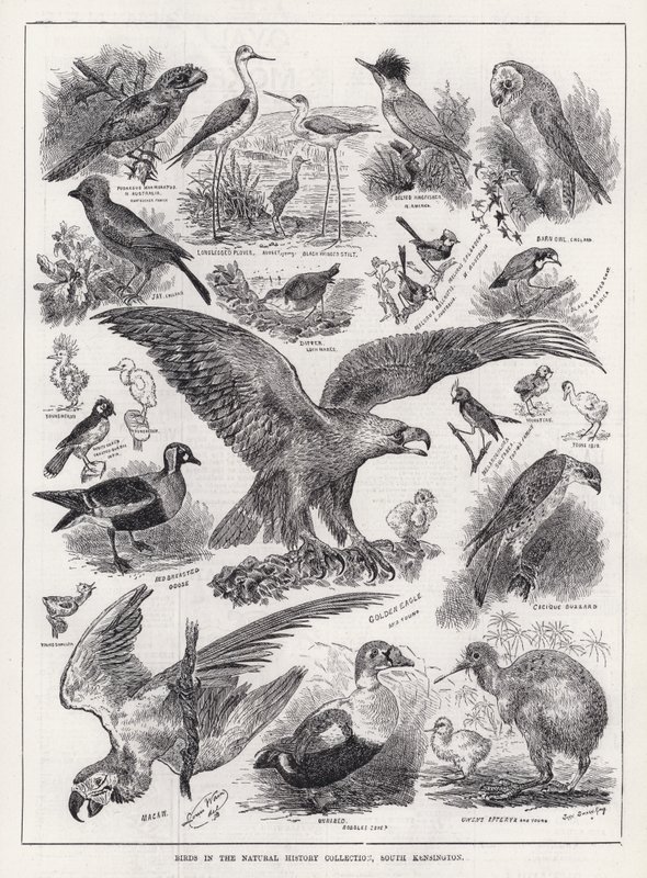 Vögel in der Naturhistorischen Sammlung, South Kensington von Louis Wain