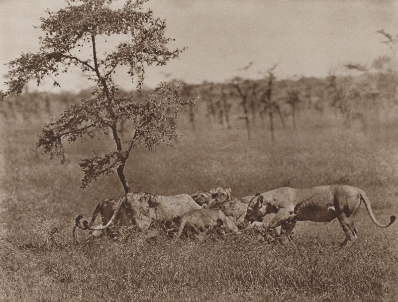 Ein eifriges Mahl von Marcuswell Maxwell