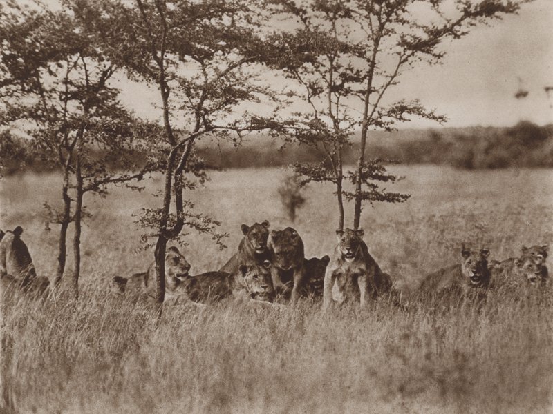 Vor der Kamera, eine Gruppe von neun ruhenden Löwen von Marcuswell Maxwell