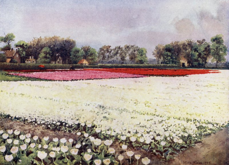 Hier sind Tulpen für dich, weiße, für die Hochzeit oder das Begräbnis von Mima Nixon