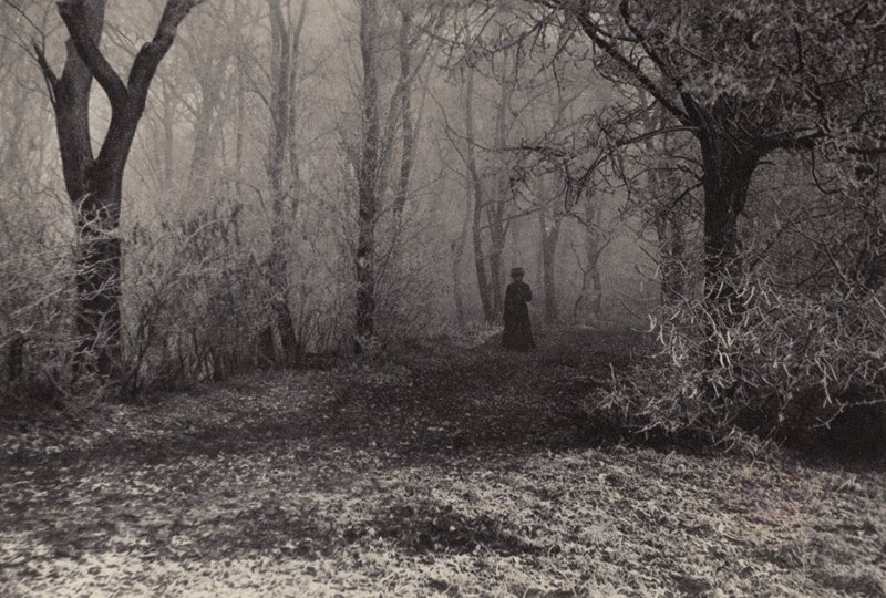 Im Wiener Wald von Nichol Elliot