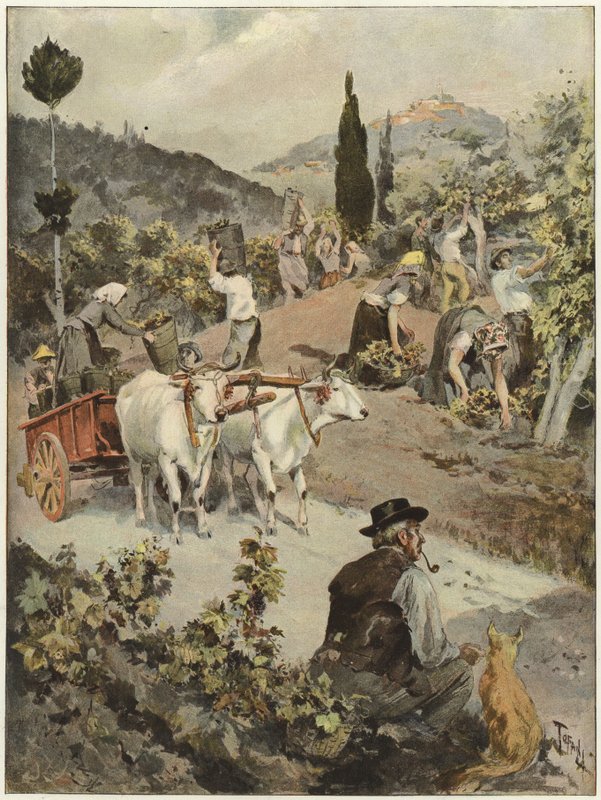 Die Weinlesezeit in Italien von Oswaldo Tofani