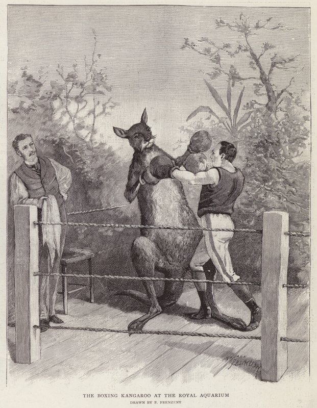 Der boxende Känguru im Royal Aquarium, London von Paul Frenzeny