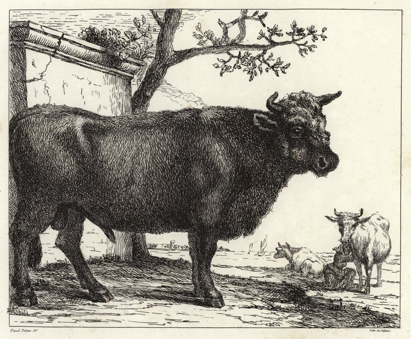 Der Stier von Paulus Potter