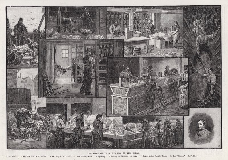 Der Schellfisch vom Meer bis zum Tisch (Gravur) von Percy Robert Craft