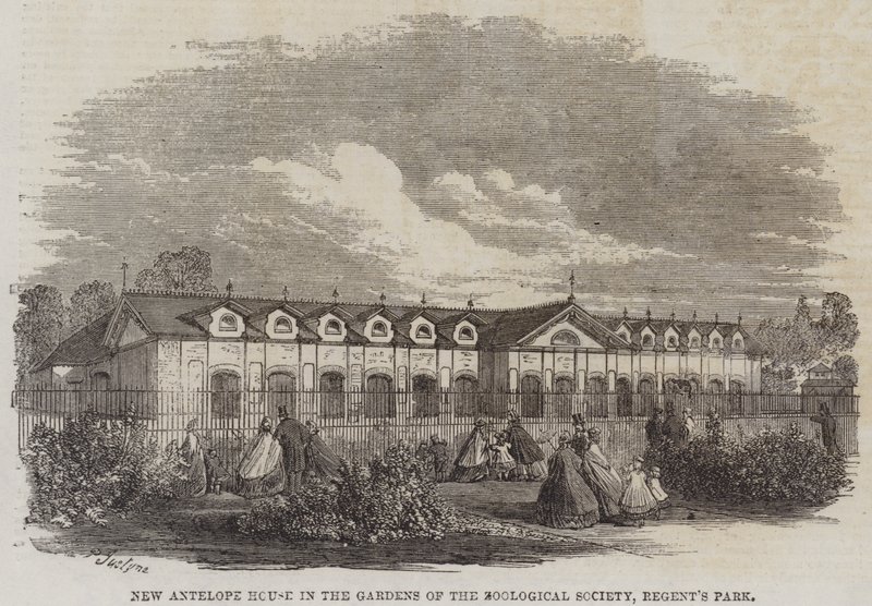 Neues Antilopenhaus in den Gärten der Zoologischen Gesellschaft, Regent