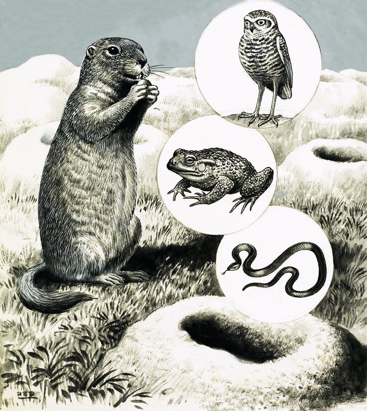 Die aufwendigen Bauten des Präriehundes von R.B. Davis