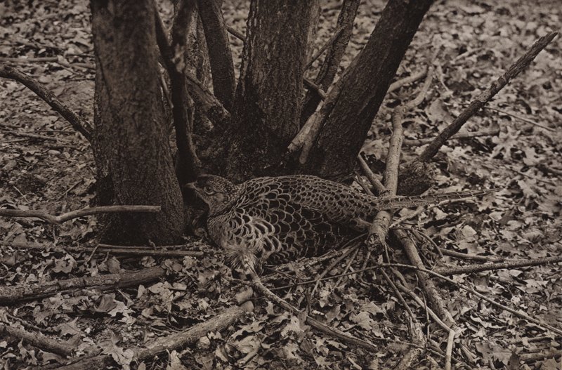 Fasan auf Nest von Richard and Cherry Kearton